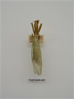 藏品(螳螂)的圖片